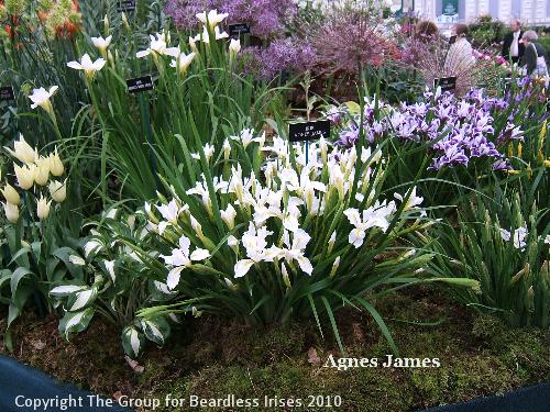 AgnesJames
