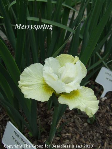 Merryspring