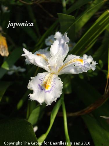 japonica