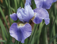 Iris Blue Reverie
