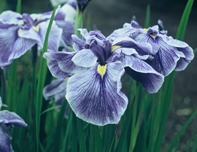 Iris ensata Hegira