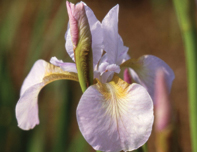 Iris Lavender Light