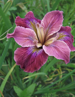 Pacific Coast Iris seedling