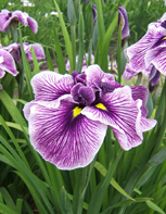 Iris ensata Rivulets of Wine