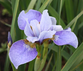 iris bournemouth beauty