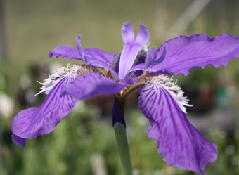 iris tectorum