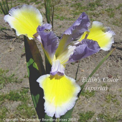 Edith'sColor